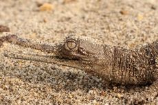 Terancam Punah, 100 Buaya Gharial yang Unik Lahir di Nepal