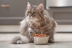 Berapa Banyak Kucing Harus Diberi Makan?