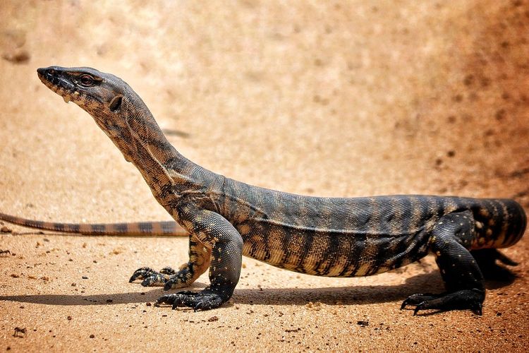 Foto Apakah Biawak Menggigit Manusia 