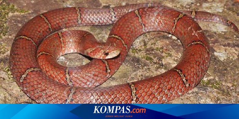 Qin va jinsiy olatni bolgan ayol