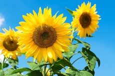 Cara Menanam Bunga Matahari, Bikin Halaman Rumah Lebih Cerah