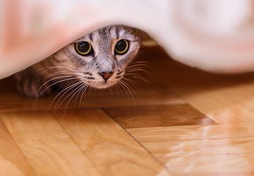 4 Alasan Kucing Suka Bersembunyi 