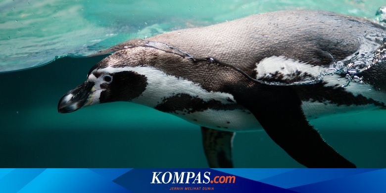 Tanggal 20 Januari 2024 Memperingati Hari Apa?