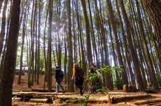 Benarkah Pohon Bisa “Berbicara” Saat Gerhana Matahari? 
