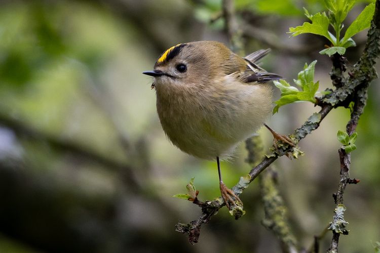 Ilustrasi burung goldcrest sedang bertanggar di dahan pohon.