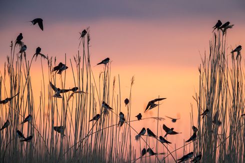Amati Burung, Peneliti Swedia Ungkap Efek Perubahan Iklim 
