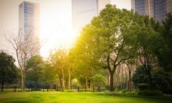 Pohon di Kota Serap Lebih Banyak CO2 Dibanding Emisi Kendaraan