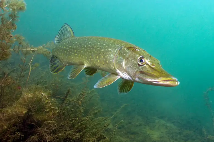 Ikan Northern pike pulih dengan cepat ketika polusi merkuri berhenti. Studi menemukan bagaimana dampak berhentinya pencemaran merkuri terhadap ikan air tawar.

