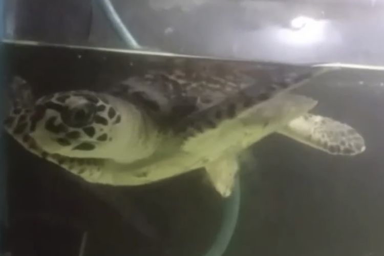 Penyu langka yang ditemukan pemancing di sungai Surabaya