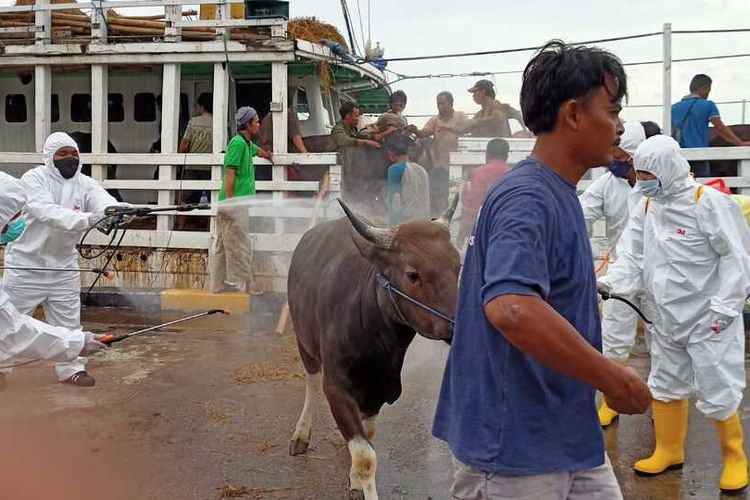 Sapi-sapi yang tiba di pelauhan Beton Sekupang, Batam dan begitu turun dari kapal langsung di semprot sterilisasi kuman, dan di cek lagi baik suhu dan lainnya. Setelah ini akan dibawa menuju karantina hewan di Dangas selama tiga hari, baru setelah itu bisa dijual ke masyarakat.