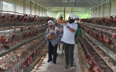 Singapore Mulling Purchase of Poultry from Indonesia