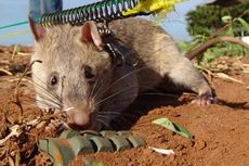 Tikus Juga Jago Mengendus Bom seperti Anjing
