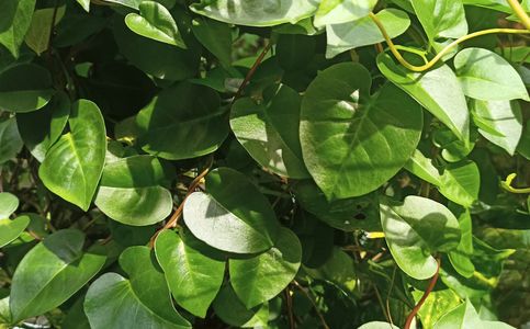 Anredera cordifolia: Medicinal Plant with Many Benefits