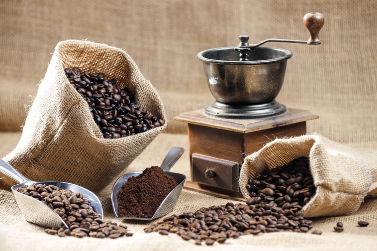 Ilustrasi biji kopi dan alat penggiling biji kopi. 