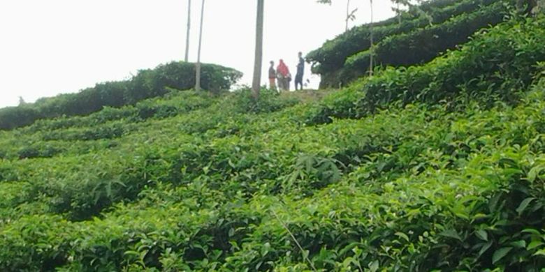 Di Kecamatan Limbangan, Kendal, Jawa Tengah, ada kebun teh yang luasnya sekitar 386 hektar. Namanya kebun teh Medini. Kebun teh yang sudah ada sejak jaman kolonial Belanda itu berada di sisi utara gunung Ungaran, tepatnya di Desa Ngesrep Balong, Kecamatan Limbangan.
