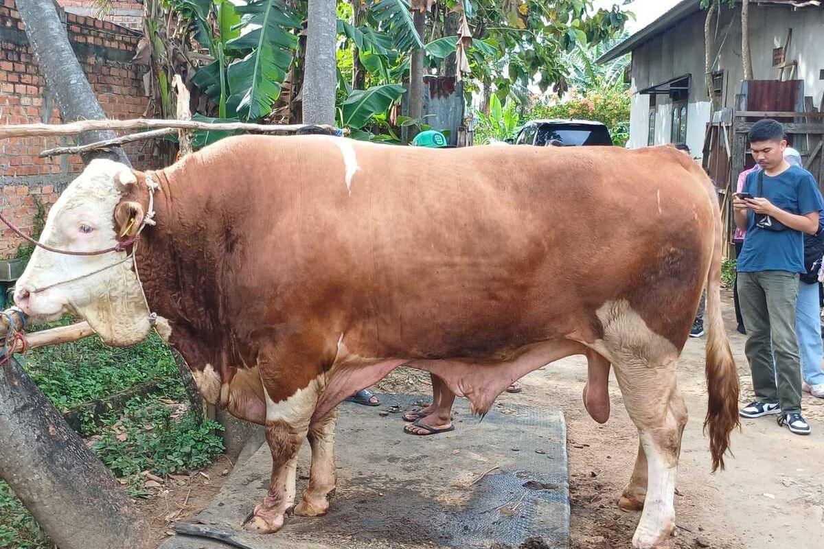 Blembo, sapi tampan Presiden Prabowo Subianto yang akan disumbangkan sebagai hewan kurban saat perayaan hari Raya Idul Adha di Palembang, Sumatera Selatan.