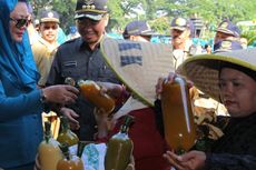 Amankah Minum Jamu Godok Tiap Hari?