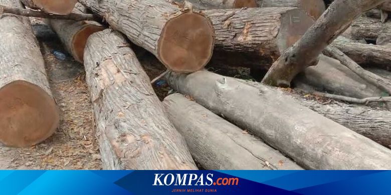 Pemilik 71 Gelondong Kayu Jati di Ngawi Masih Misteri - Vimarsana News