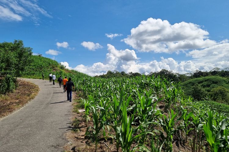 Hamparan tanaman jagung di Desa Rompo, Kecamatan Lore Tengah, Kabupaten Poso, Minggu (2/6/2024).