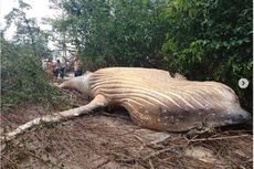 Misterius, Paus Bungkuk 11 Meter Terdampar di Hutan Amazon