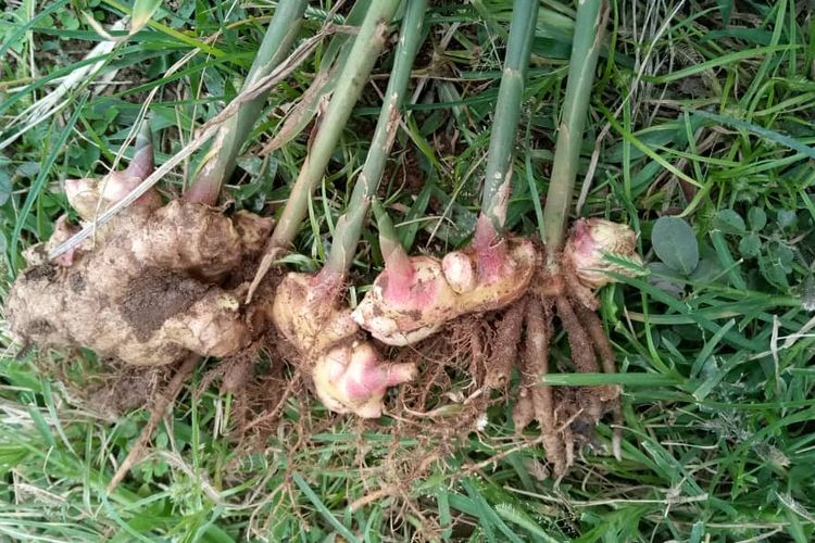 Ilustrasi tanaman jahe, menanam jahe.