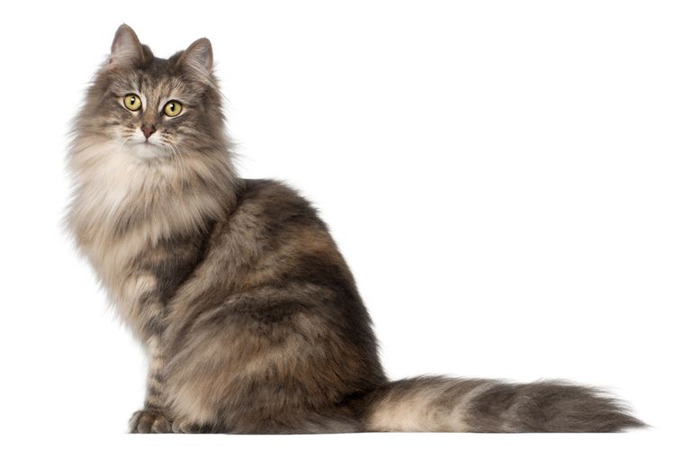 Ilustrasi ras kucing Norwegian Forest Cat. 