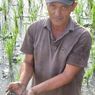 300 Hektar Sawah di Pidie Aceh Diserang Hama Keong, Petani Kewalahan