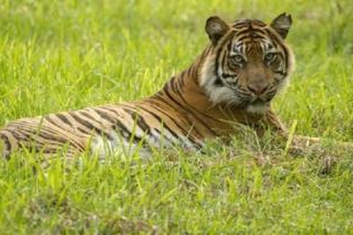 Mekar, seekor harimau sumatra yang dilepasliarkan di Pusat Rehabilitasi Harimau Tambling Wildlife Nature Conservation.