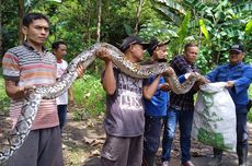 Evakuasi Piton 4,3 Meter, Kaki Anggota Damkar Terluka karena Gigitan