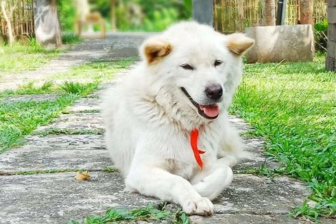 Anjing Kintamani, Anjing Lokal dari Bali yang Bersahabat