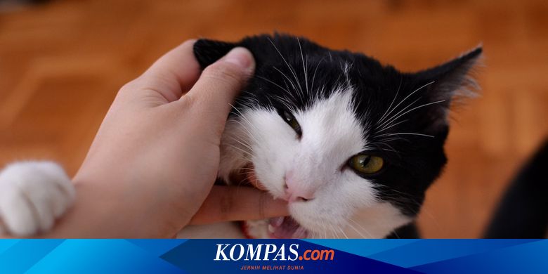 Berita Terkini Harian Digigit Kucing Apakah Berbahaya Terbaru Hari Ini ...