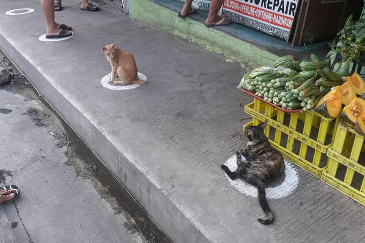Ada alasan mengapa kucing-kucing ini tertib menempati lingkaran.