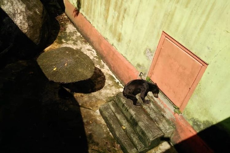 Beruang madu kurus yang ada di kebun binatang Sinka Island Park, Singkawang, Kalimantan Barat.