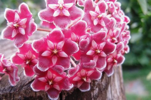 Hoya, Tanaman Rambat yang Memiliki Bunga Cantik Seperti Lilin 