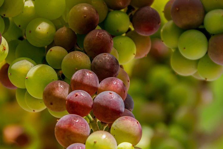 Ilustrasi tanaman anggur. 