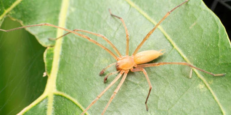 laba-laba paling beracun di dunia, Yellow Sac