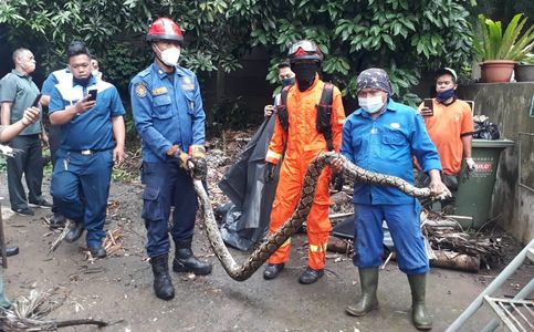 More Snakes Appear in Jakarta’s Residential Neighborhoods