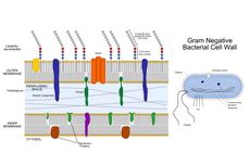 Mengapa Bakteri Gram Negatif Lebih Berbahaya?