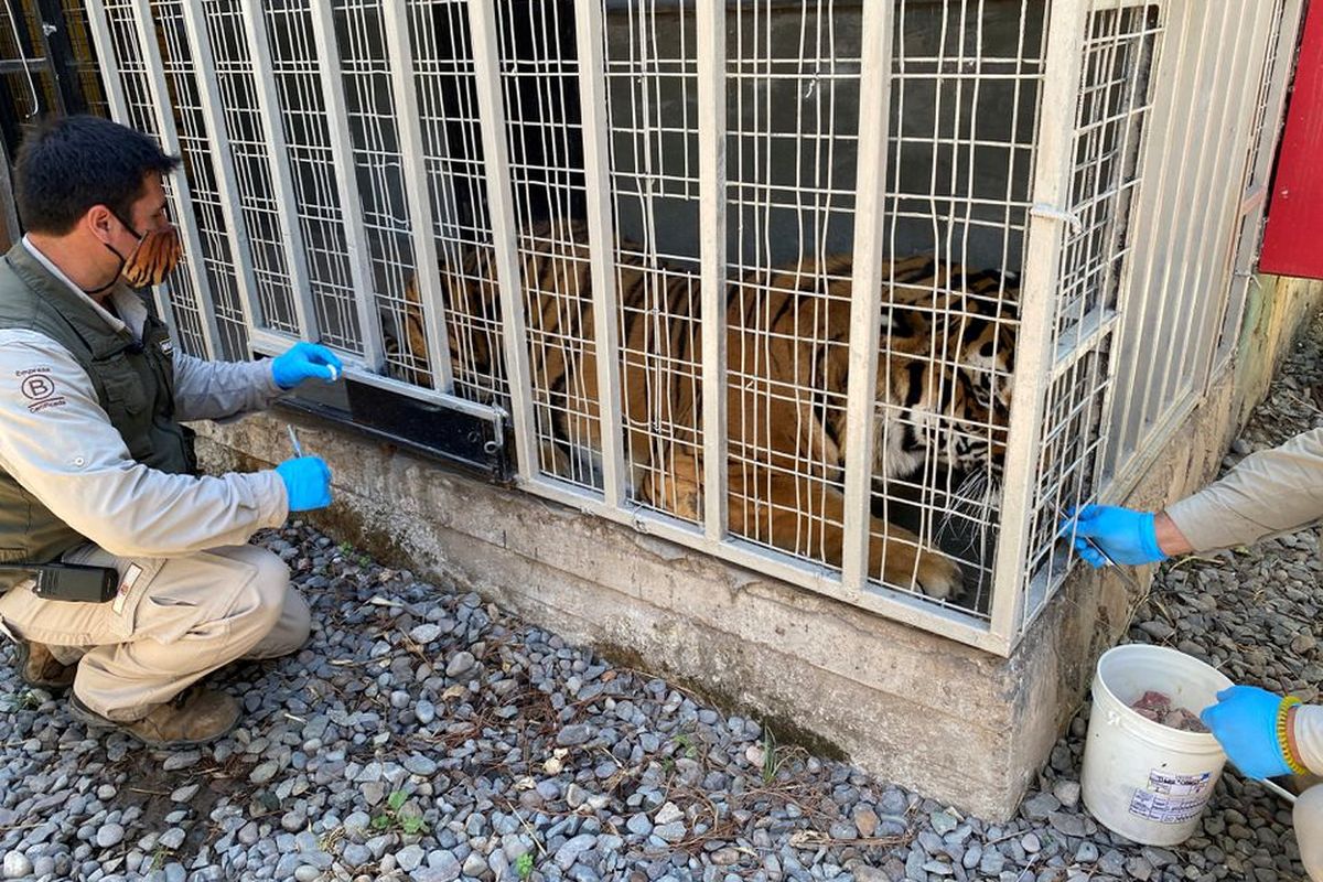 Uji coba vaksin Covid-19 pada hewan di Kebun Binatang Buin, Cile. Dokter hewan di Kebun Binatang Buin sedang menguji coba vaksin Covid-19 untuk disuntikkan kepada harimau. 