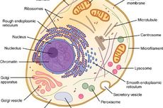 Mengapa Lisosom Hanya Terdapat pada Sel Hewan?