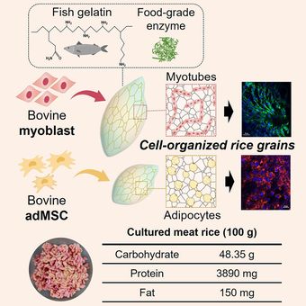 Proses pembuatan nasi menjadi daging sapi artifisial beserta kandungannya yang dilakukan oleh para peneliti dari Yonsei University, Korea Selatan.