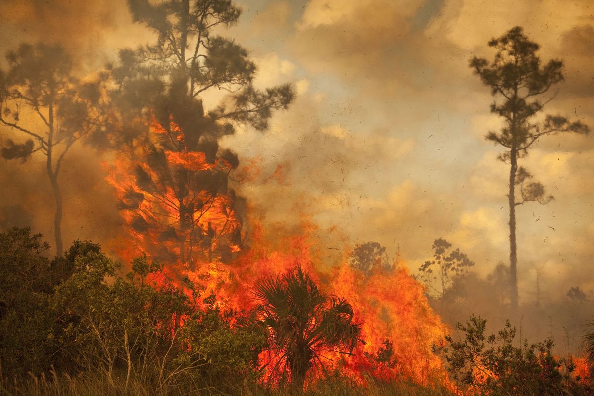 Ilustrasi kebakaran hutan dan lahan.