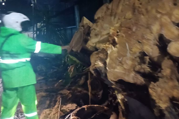 Hujan dan Angin Kencang, 2 Pohon di Sunter Jakut Tumbang