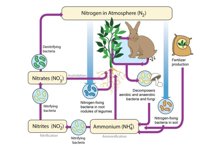Daur nitrogen