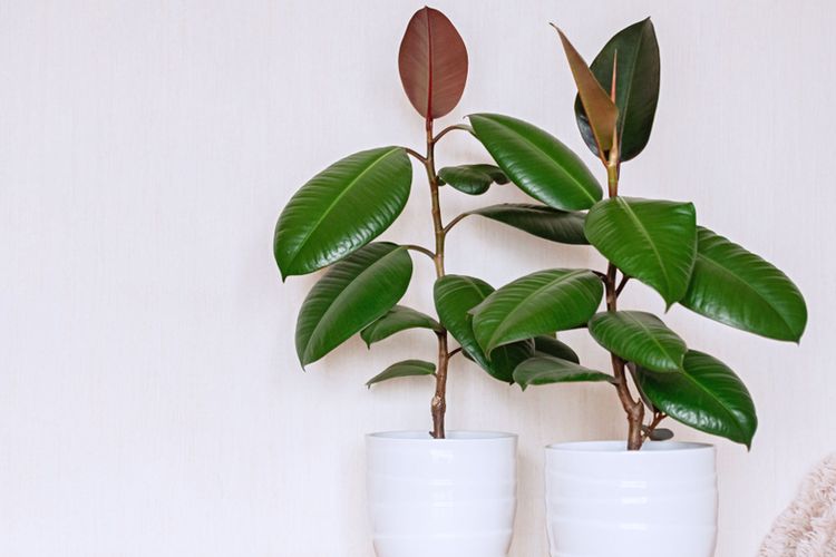 Ilustrasi rubber plant atau tanaman karet (Ficus elastica). 