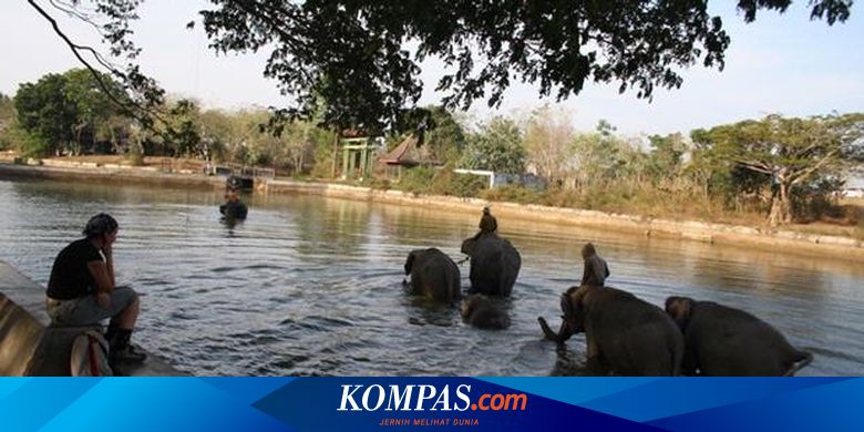 Bermain dengan Gajah Lampung