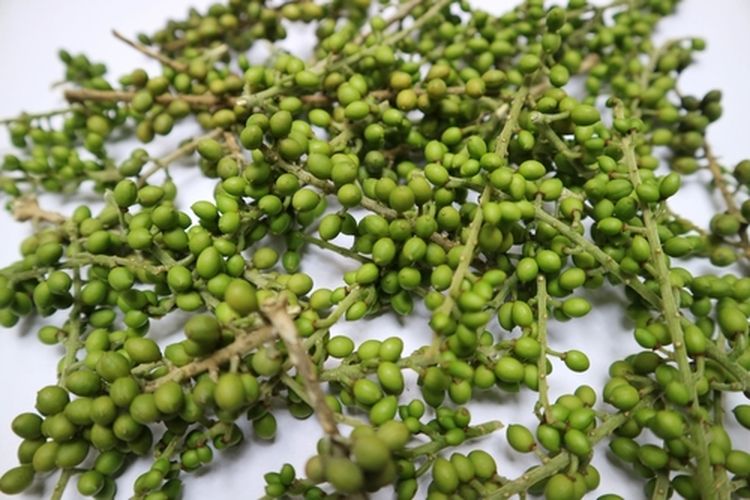 Buah tanaman andaliman