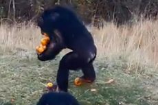 Terekam Video, Simpanse 