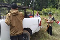 Beruang Madu Masuk Kampung di Siak Riau, Makan Ternak Warga