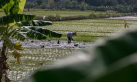 Wujudkan Swasembada Pangan, Pemerintah Optimalkan PLUT sebagai Pusat Ekosistem